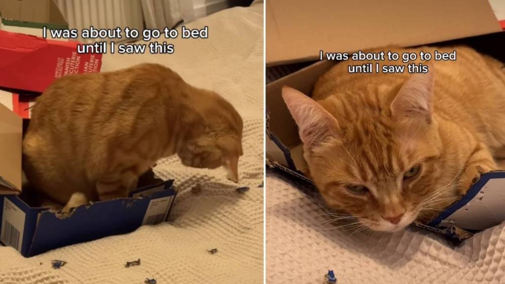 Video: Owner Finds Cat Making Custom Bed out of Cardboard Boxes