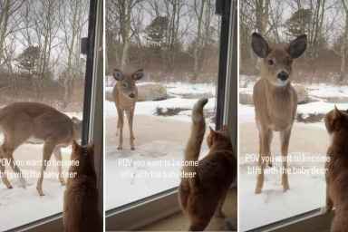 Video: Cat Reacts to the Deer He Spotted by the Window
