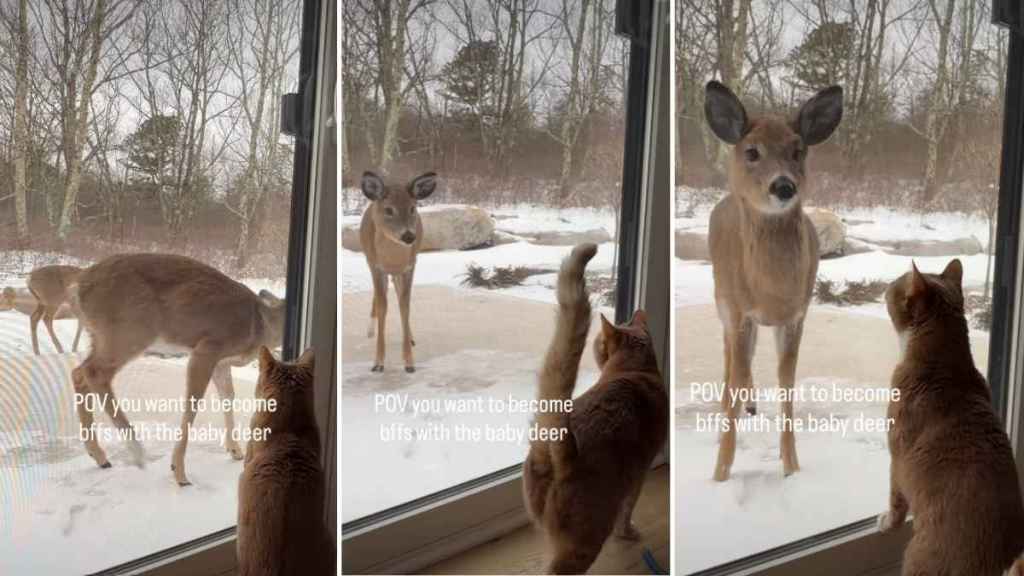 Video: Cat Reacts to the Deer He Spotted by the Window