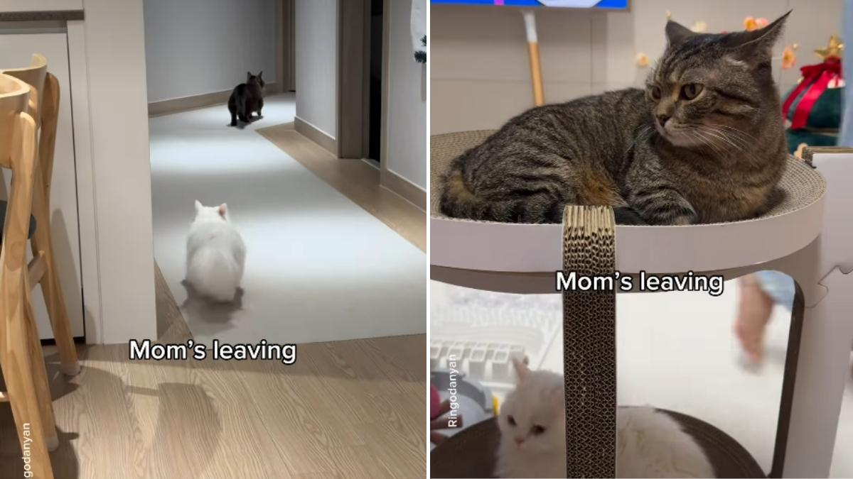 Video: Cats React to Mom & Dad Leaving Room Very Differently - CatTime