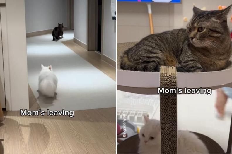 Video: Cats React to Mom & Dad Leaving Room Very Differently