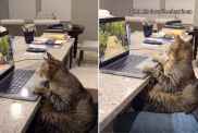 Cat Takes His Nature Shows Very Seriously in Adorable Video