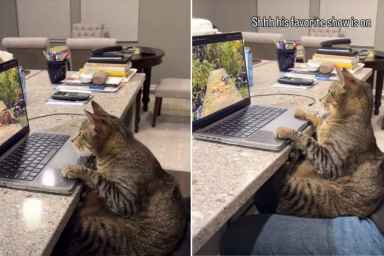 Cat Takes His Nature Shows Very Seriously in Adorable Video