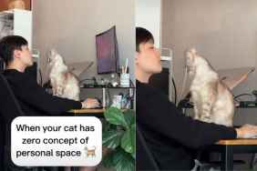 Video: Cat Blocks Dad's Work Station in Adorable Video