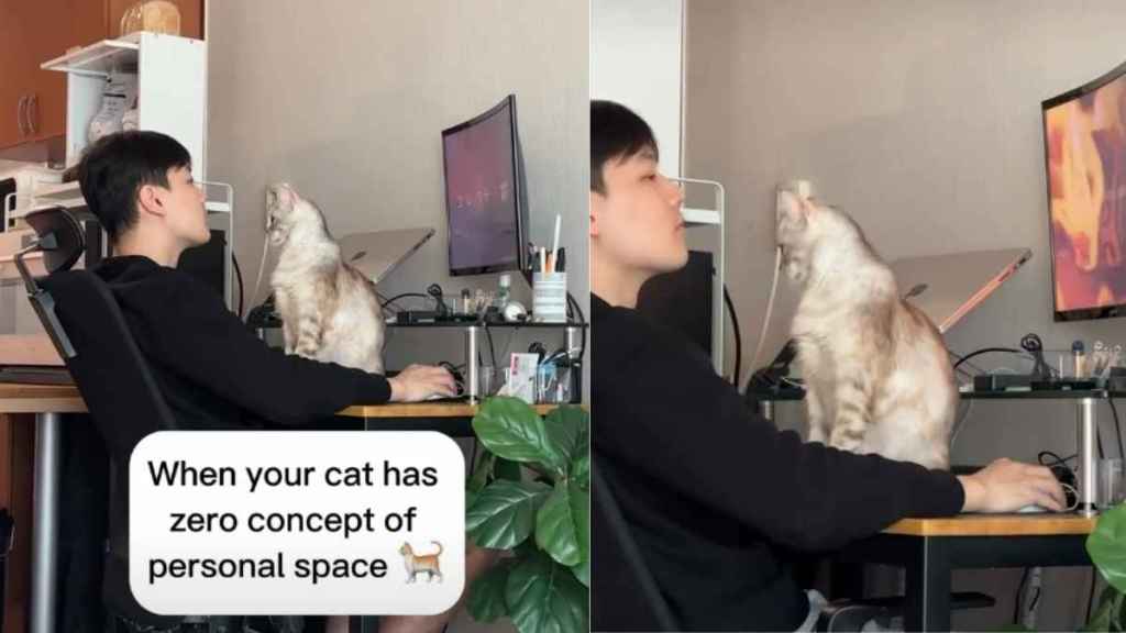 Video: Cat Blocks Dad's Work Station in Adorable Video