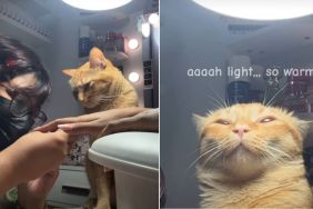 Cat Is an Excellent Nail Tech Assistant in Viral Video