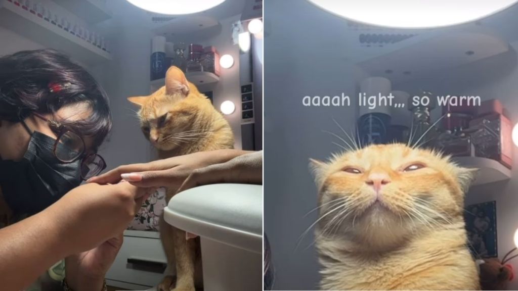 Cat Is an Excellent Nail Tech Assistant in Viral Video