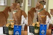 3 Cats Supervise as Owner Makes Dinner in Adorable Video