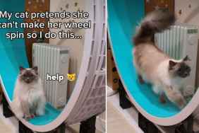 Video: Cat's Wheel Spins Change Dramatically Once Night Strikes