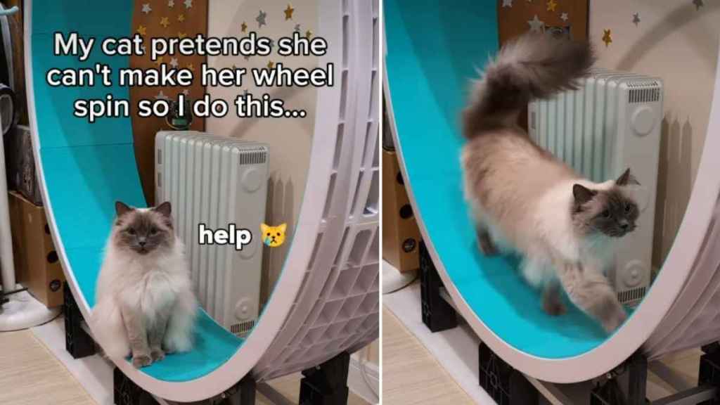 Video: Cat's Wheel Spins Change Dramatically Once Night Strikes
