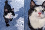 Video: This Cat's Confident Walk in the Snow Goes Viral