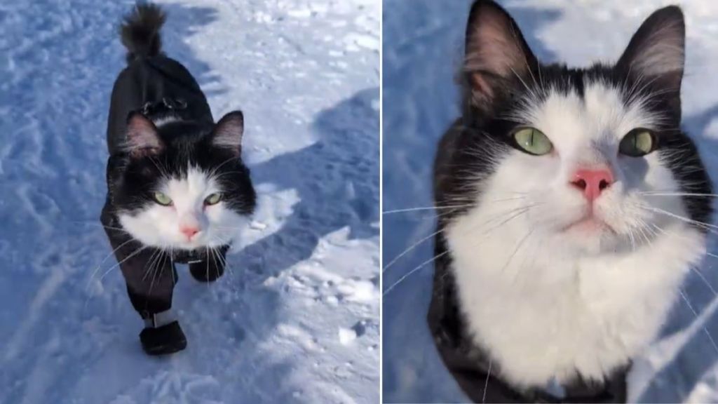 Video: This Cat's Confident Walk in the Snow Goes Viral