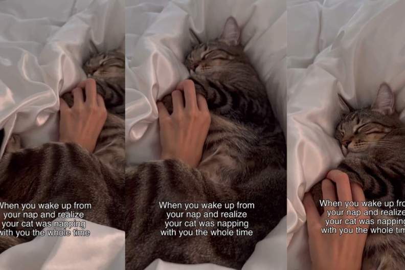 Video: Owner Wakes up to Cat Adorably Napping With Her