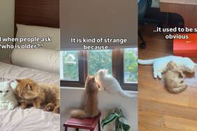 Video: Owner Documents Cat Growing up Alongside Sibling