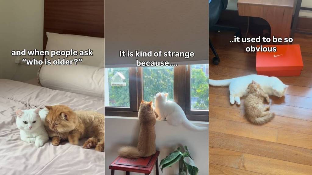 Video: Owner Documents Cat Growing up Alongside Sibling