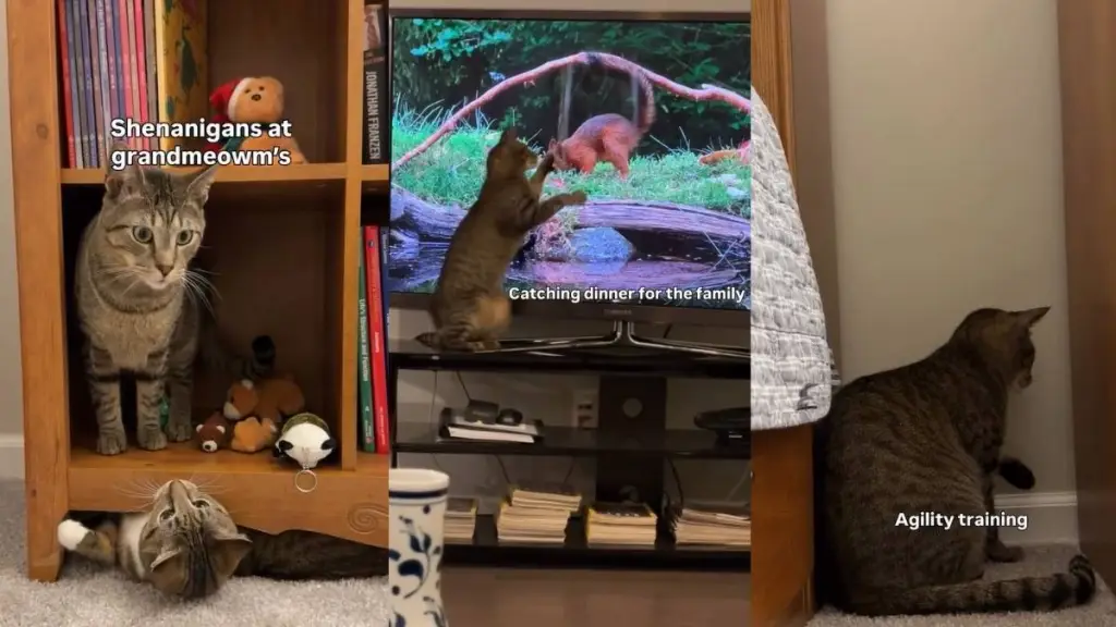 Video Shows What Cats’ Playtime at ‘Grandmeowm’s’ Looks Like