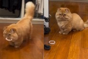 Cat Reacts to Being Laughed at by Owners in Funny Video