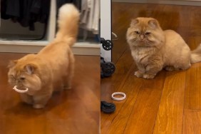 Cat Reacts to Being Laughed at by Owners in Funny Video