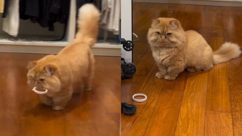 Cat Reacts to Being Laughed at by Owners in Funny Video