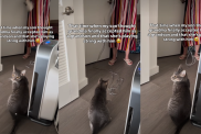 Cat Turns Grandma's Chore Time into Play Time in Adorable Video