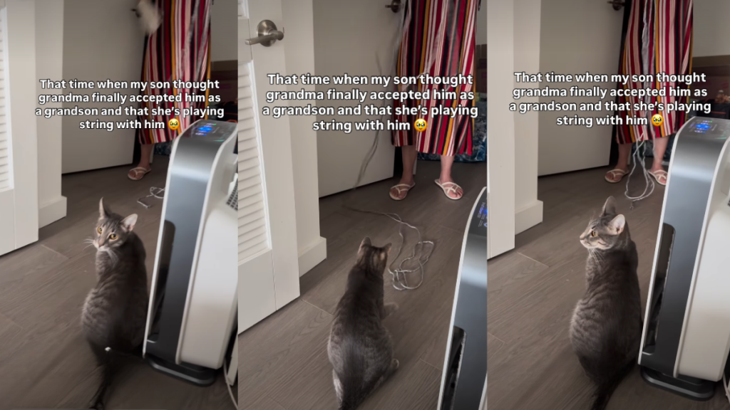 Cat Turns Grandma's Chore Time into Play Time in Adorable Video