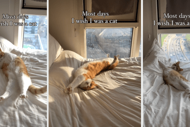 This Cat Video Might Just Make You Wish You Were a Cat