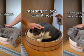 Video: Owner Tests 'Tolerant' Cats' Petting Limits