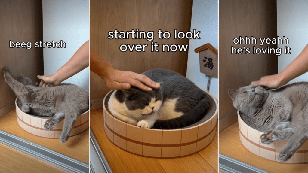 Video: Owner Tests 'Tolerant' Cats' Petting Limits