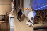 Video: Owner Shows How Cat Changed After New Sibling’s Arrival