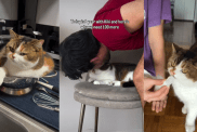 Owners Celebrate One Year With Cat in Adorable Video