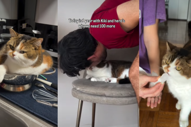 Owners Celebrate One Year With Cat in Adorable Video