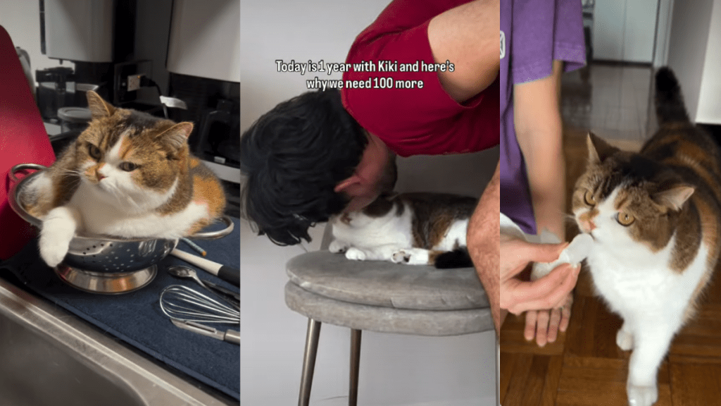 Owners Celebrate One Year With Cat in Adorable Video