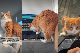 Video: Owner Lists 'Things That Feel Illegal' After Getting a Cat