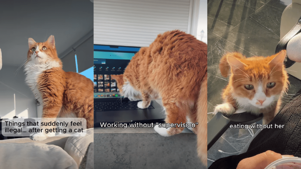 Video: Owner Lists 'Things That Feel Illegal' After Getting a Cat