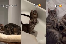 Video Documents Cat's Life Before & After Getting a Second Cat