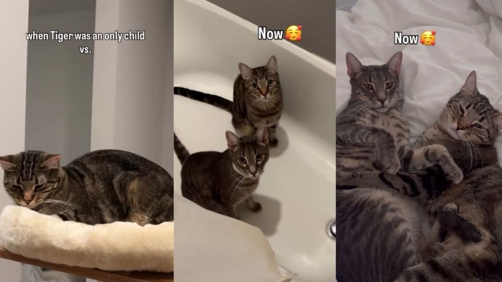 Video Documents Cat's Life Before & After Getting a Second Cat