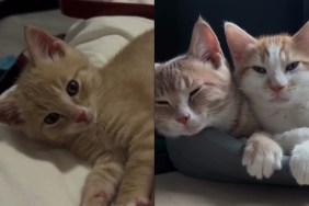 Video: Cat’s Life Gets a Happy Makeover After Getting a Furry Brother