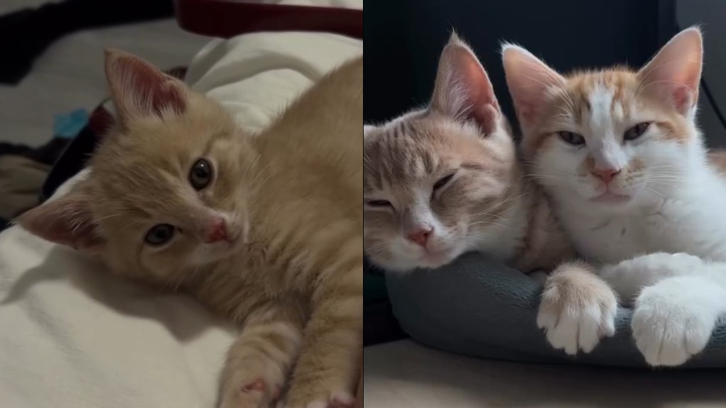 Video: Cat’s Life Gets a Happy Makeover After Getting a Furry Brother