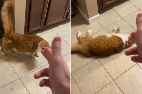 cat fake shooting video