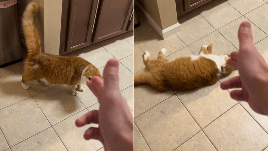 cat fake shooting video