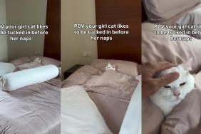 Video: Cat Likes To Be Tucked in Before Nap Time