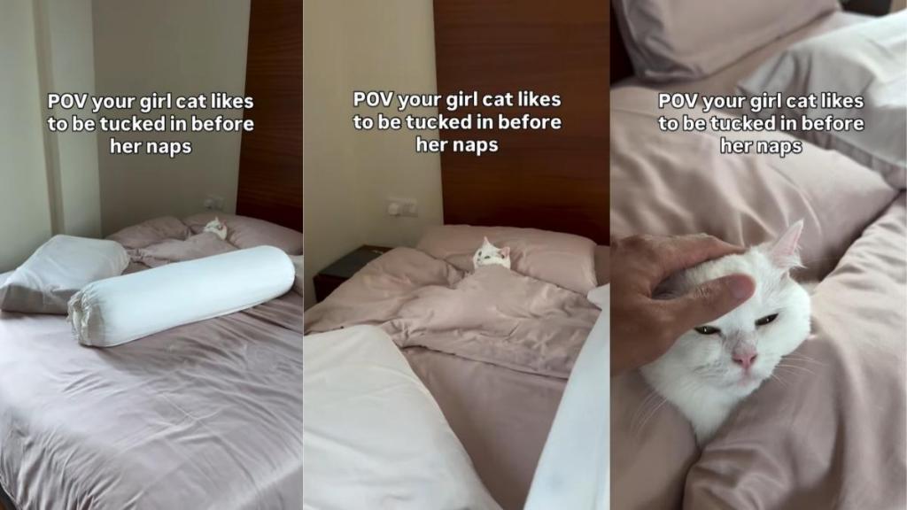 Video: Cat Likes To Be Tucked in Before Nap Time