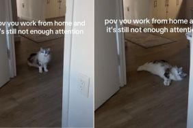 Video: Cat Does This While Demanding Attention From Owner