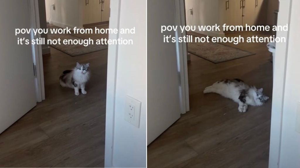 Video: Cat Does This While Demanding Attention From Owner