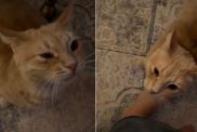 Video: Owner's Morning With Orange Cat Is Anything but ‘Peaceful'