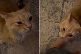 Video: Owner's Morning With Orange Cat Is Anything but ‘Peaceful'