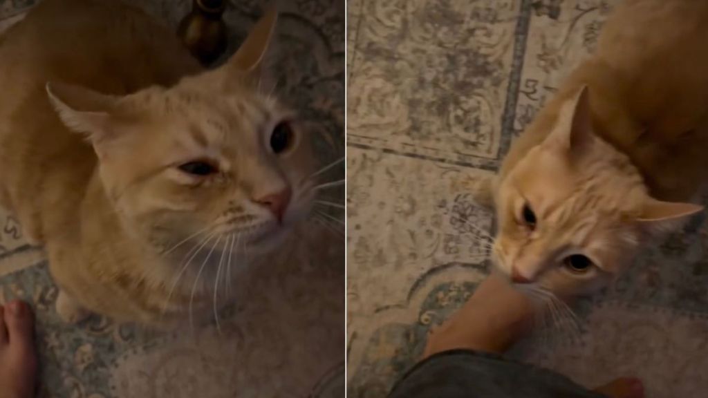 Video: Owner's Morning With Orange Cat Is Anything but ‘Peaceful'