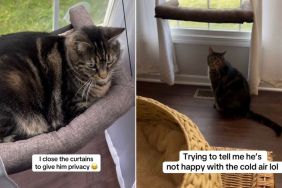 Cat Is Very Serious About Temperature Control in Adorable Video