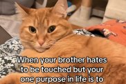 Video: Cat Hates Being Touched, So Sibling Cat Touches Him Anyway