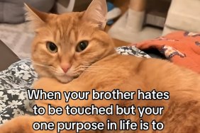 Video: Cat Hates Being Touched, So Sibling Cat Touches Him Anyway